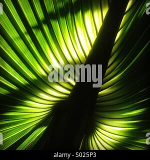 Les feuilles de palmier, péninsule du Yucatan, Mexique Banque D'Images