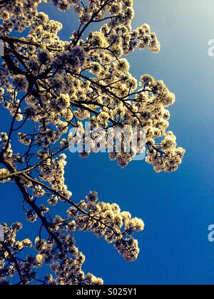 À la recherche de ciel bleu grâce à fleur de printemps Banque D'Images