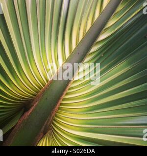 Détail feuille de palmier, péninsule du Yucatan, Mexique Banque D'Images