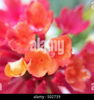 Close up d'une fleur composée de différentes fleurs. Banque D'Images