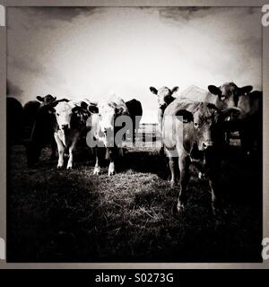 Les vaches dans le champ (noir et blanc) Banque D'Images