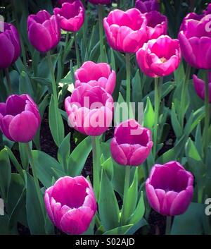 Tulipes fleurs violet
