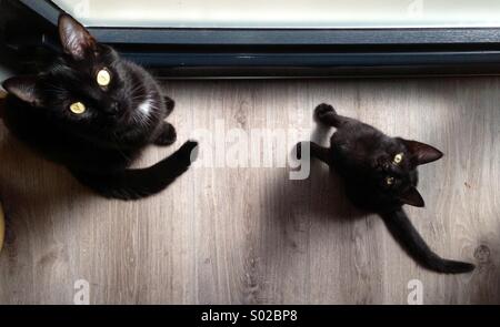 Mere Et Bebe Chat Photo Stock Alamy