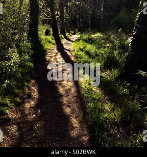 De longues ombres sur le chemin des bois Banque D'Images