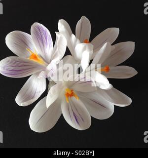 Crocus Banque D'Images