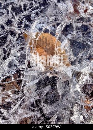 La feuille sous la glace. Banque D'Images