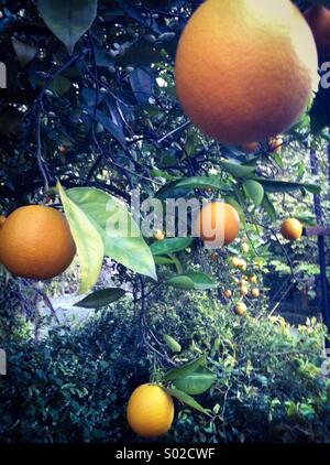 Les oranges fraîches growing on tree Banque D'Images