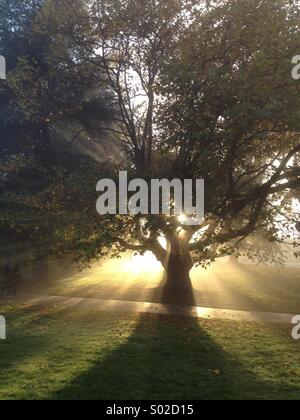 Les rayons du soleil d'or rayonnant à travers les feuilles d'un arbre Banque D'Images