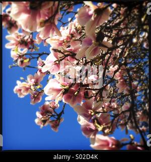 Magnolia rose blossoms against blue sky Banque D'Images