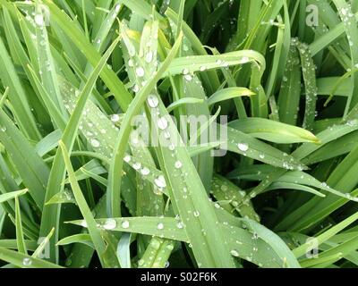 L'herbe verdoyante couverte de rosée en vert Banque D'Images