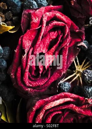 Close up of dried rose rouge Banque D'Images