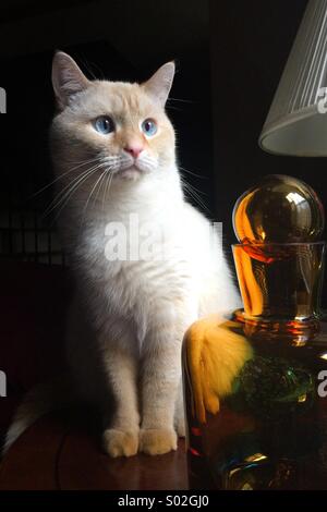 Les yeux bleus d'un point de flamme Siamese Cat se trouve à côté d'un décanteur en verre sur une table d'extrémité Banque D'Images