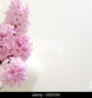 Les jacinthes au printemps, un arrangement minimaliste de jacinthes roses on white board Banque D'Images