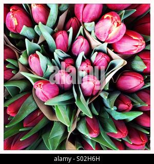 Tulipes Banque D'Images