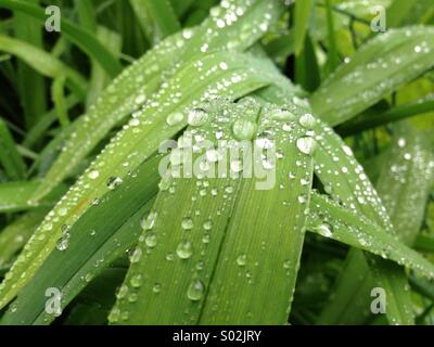 De l'herbe après la pluie Banque D'Images