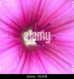 De la macro de pistils rose un Convolvulus arvensis. Banque D'Images