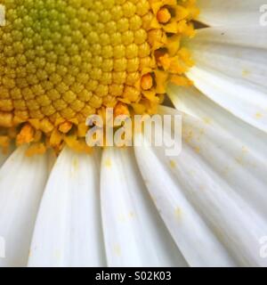 Macro d'une marguerite. Banque D'Images