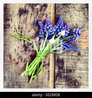 Muscari posy sur bois vieilli Banque D'Images