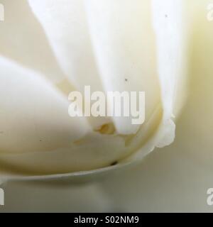 Macro d'une rose blanche fermée Banque D'Images