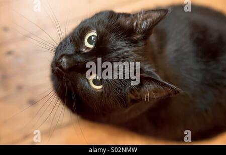 Chat noir à la lentille en haut Banque D'Images