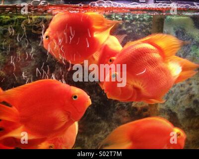 Gros poisson d'or dans l'aquarium Banque D'Images