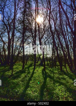 L'aube les ombres dans une ancienne forêt Anglais Banque D'Images