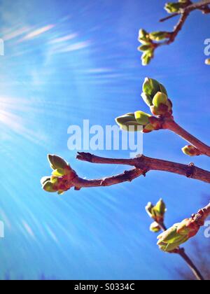 Bourgeons d’arbre. Banque D'Images