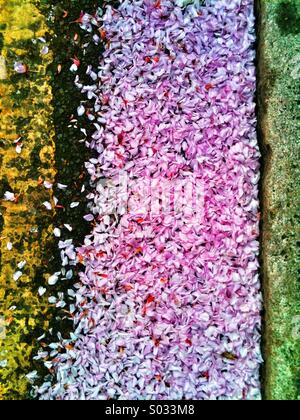 Cherry Blossom recueillies par le côté de la route. Banque D'Images