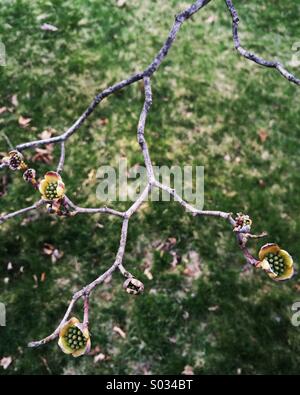 Une branche d'un arbre cornouiller commence à fleurir avec de l'herbe verte à l'arrière-plan. Banque D'Images