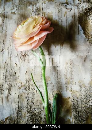 Ranunculus sur l'écorce des arbres Banque D'Images