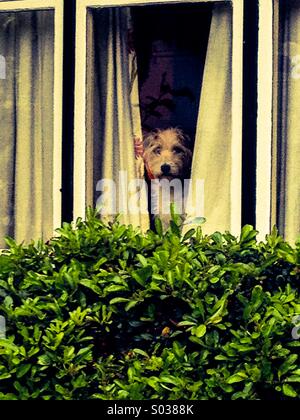 Chien à la fenêtre à travers les rideaux de Banque D'Images