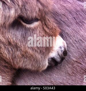 Bébé âne poulain repose paisiblement sa tête contre la fourrure chaude de sa mère, créant un moment de tranquillité. Banque D'Images