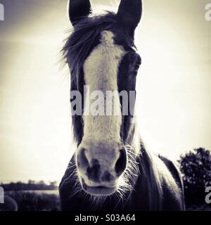 Un cheval sauvage Nosy Be Banque D'Images