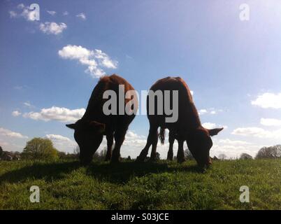 Deux taureaux paître dans un champ à Fairford, Gloucestershire, Angleterre, Royaume-Uni. Banque D'Images