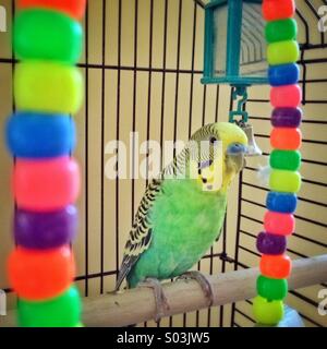 Perruche vert et jaune à l'intérieur de la cage d'oiseaux colorés. Banque D'Images