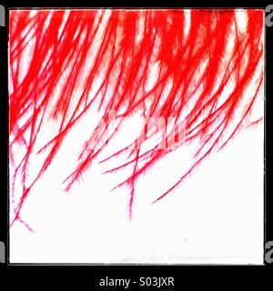 Plumes d'autruche teintes en rouge Banque D'Images