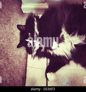 Chat Doux Avec Dos Noir Ventre Blanc Et Longue Moustache Photo Stock Alamy