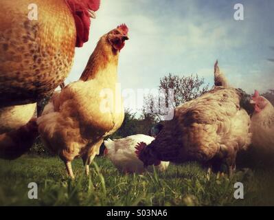 Poulets sur free-range farm Banque D'Images