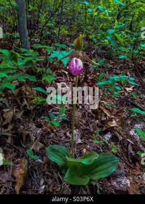 Ladys-Slippers rose, Great Smoky Mountains NP, TN Banque D'Images