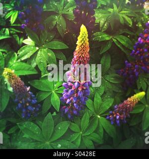 Lupin bleu ou le lupin (Lupinus) fleurs en fleurs au printemps Banque D'Images