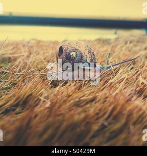 Photo d'action d'un escargot en mouvement... Banque D'Images