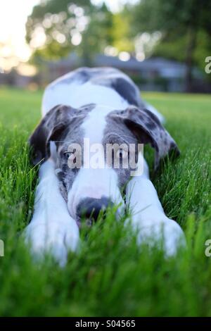 Grand Danois aux yeux bleus, uncropped oreilles fixant dans l'herbe Banque D'Images