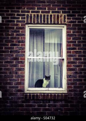 Chat assis dans la fenêtre encadrée par un mur de briques Banque D'Images