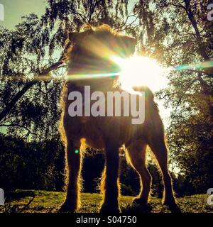 Chien avec l'intermédiaire de sun streaming arbres en arrière-plan Banque D'Images