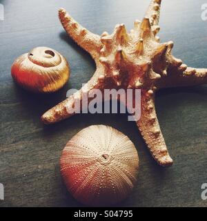 Coquilles peintes d'or et d'étoiles sur une table Banque D'Images