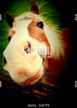 Visage de cheval Banque D'Images