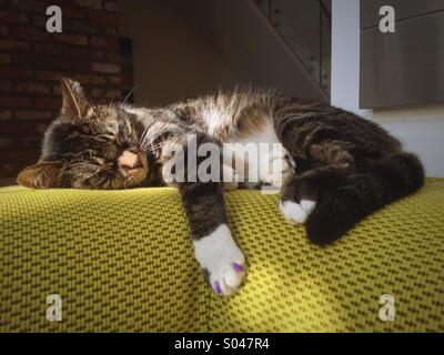 Chat mignon dormant sur un canapé haut de gamme dans maison moderne dans le soleil. Banque D'Images