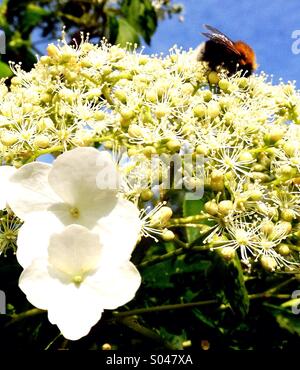 Abeille sur l'hortensia Banque D'Images