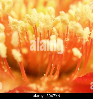 Macro de l'intérieur d'une fleur de cactus Banque D'Images