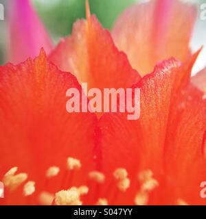 De Macro les pétales d'une fleur de cactus Banque D'Images